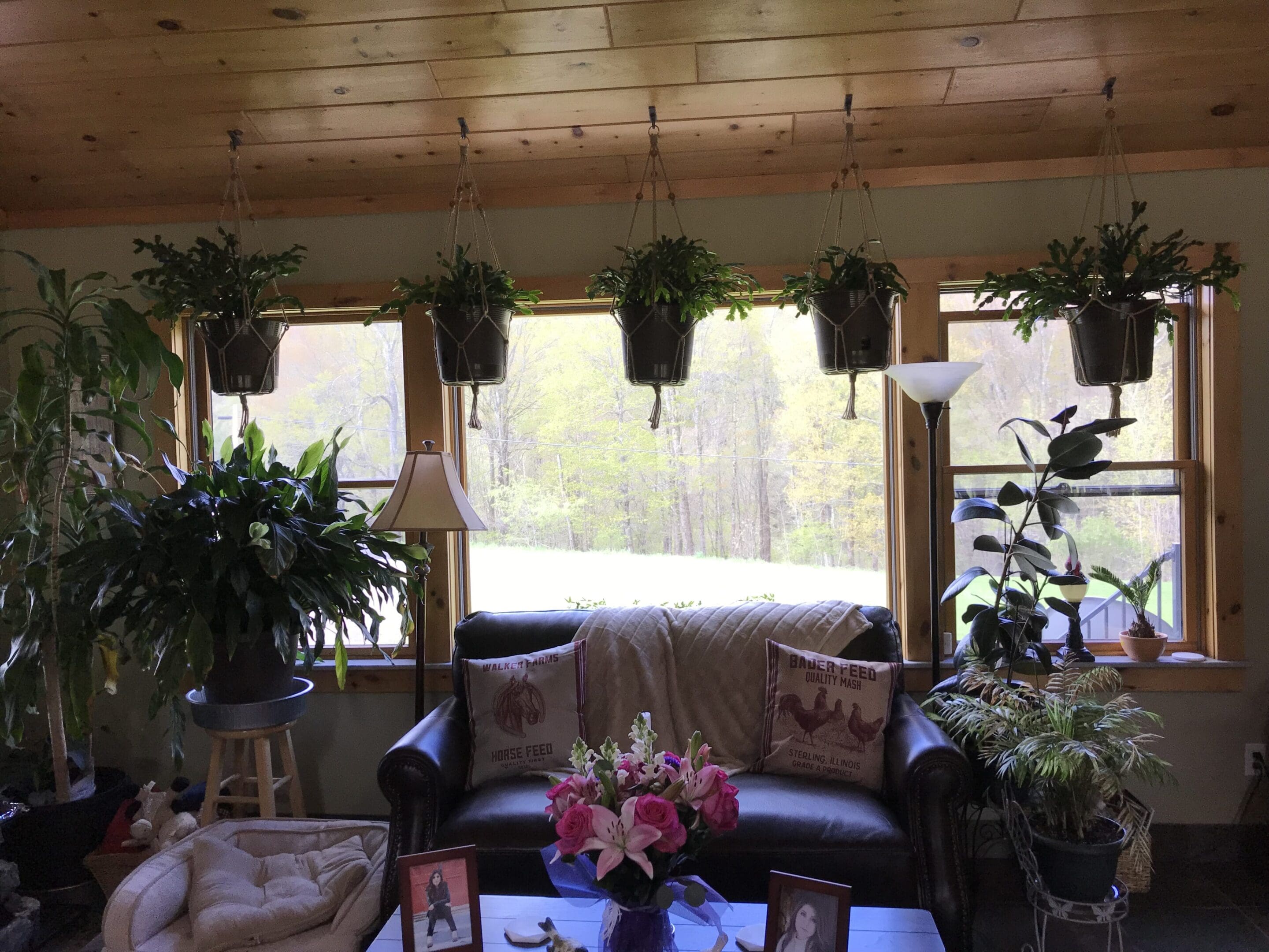 A cozy living room with hanging plants in front of windows, a leather couch with cushions, floor plants, and a coffee table with flowers and photo frames.